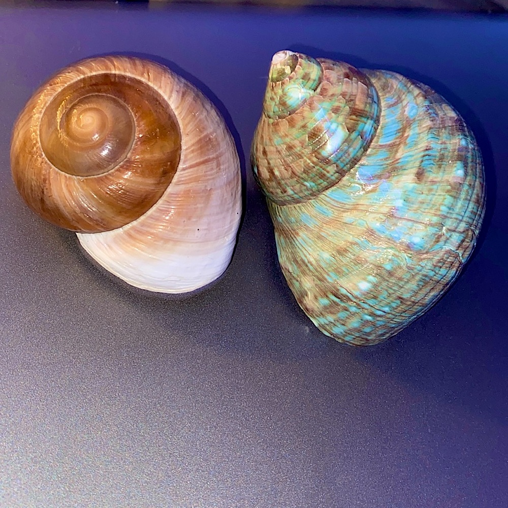 XL Hermit Crab Shells